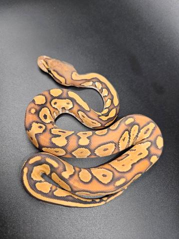 Baby Ballpythons 2025 beschikbaar voor biedingen