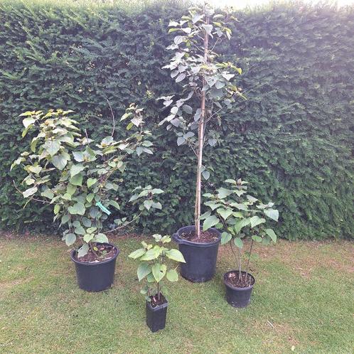 Pindakaasstruik, Tuin en Terras, Planten | Bomen, Overige soorten, Volle zon, Ophalen