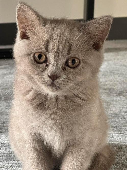 Britse Korthaar Kittens - Lilac - klaar om te vertrekken:), Dieren en Toebehoren, Katten en Kittens | Raskatten | Korthaar, Poes