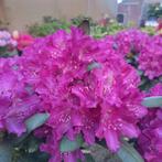 Rhododendrons grote partijen, Ophalen of Verzenden, Rhododendron, Struik, Minder dan 100 cm