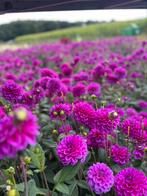 Dahlia knollen te koop, Ophalen, Voorjaar, Volle zon, Knol