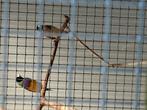 Koppeltje gold amadine, Meerdere dieren, Tropenvogel