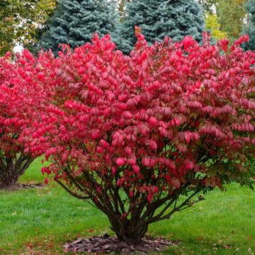 Alatus Kardinaalsmuts beschikbaar voor biedingen