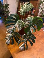 monstera variegata, Huis en Inrichting, Kamerplanten, Ophalen, Overige soorten, Minder dan 100 cm