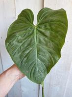 Philodendron majestic stek, Ophalen of Verzenden, Overige soorten, Minder dan 100 cm