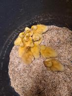Loopeenden kuikens, Dieren en Toebehoren, Pluimvee, Meerdere dieren, Eend