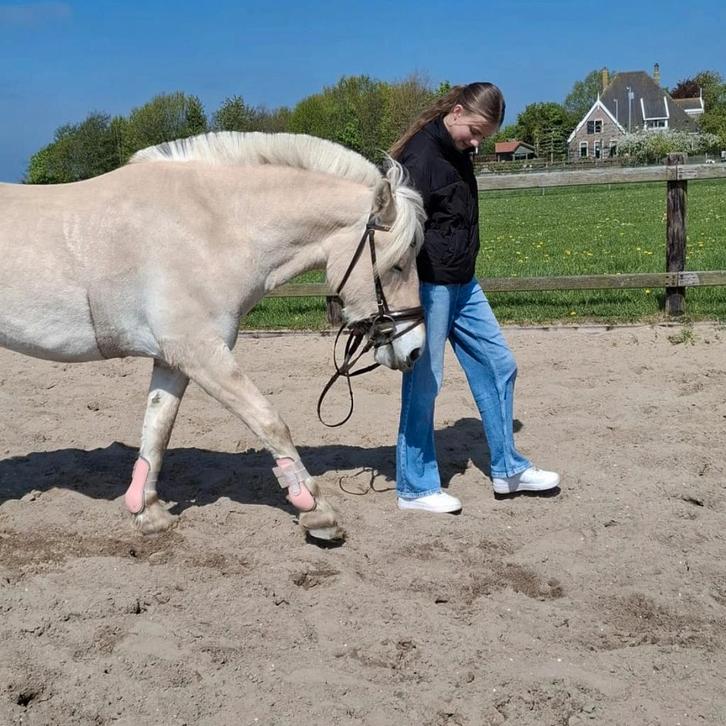 Verzorger aangeboden, Dieren en Toebehoren, Paarden en Pony's | Verzorgingsproducten, Nieuw, Ophalen of Verzenden