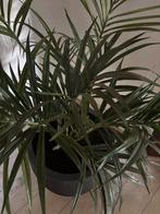 Prachtige kunstpalm in robuuste pot, Huis en Inrichting, Kamerplanten, Ophalen, Palm, Halfschaduw, In pot