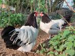 Lakenvelder kippen te koop, Meerdere dieren, Kip