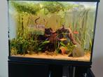 Vallisneria, Dieren en Toebehoren, Vissen | Aquaria en Toebehoren, Ophalen, Nieuw, Plant(en), Steen of Hout