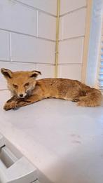 Mooie opgezette Vos liggend Taxidermie., Verzamelen, Dierenverzamelingen, Ophalen of Verzenden, Zo goed als nieuw, Opgezet dier