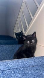 Laatste 2 BRITSE X EUROPESE KORTHAAR KITTENS, Dieren en Toebehoren, Katten en Kittens | Raskatten | Korthaar, Meerdere dieren