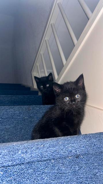 Laatste 2 BRITSE X EUROPESE KORTHAAR KITTENS beschikbaar voor biedingen