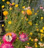 Strobloem geel - Helichrysum bracteatum Lemon Yellow, Ophalen of Verzenden, Volle zon
