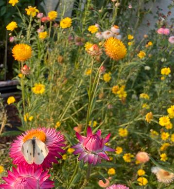Strobloem geel - Helichrysum bracteatum Lemon Yellow beschikbaar voor biedingen