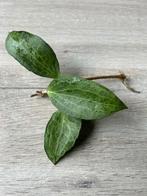 Hoya persicina 🌱, Bloeiende kamerplant, Ophalen of Verzenden, Halfschaduw, Minder dan 100 cm