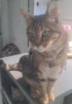 KAT VERMIST 02-09-2025 VOERENDAAL, Kat