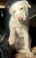 KANJER VAN EEN ERG LIEF RUSTIG REUTJE FRISCOT, Dieren en Toebehoren, Honden | Niet-rashonden, Particulier, Rabiës (hondsdolheid)