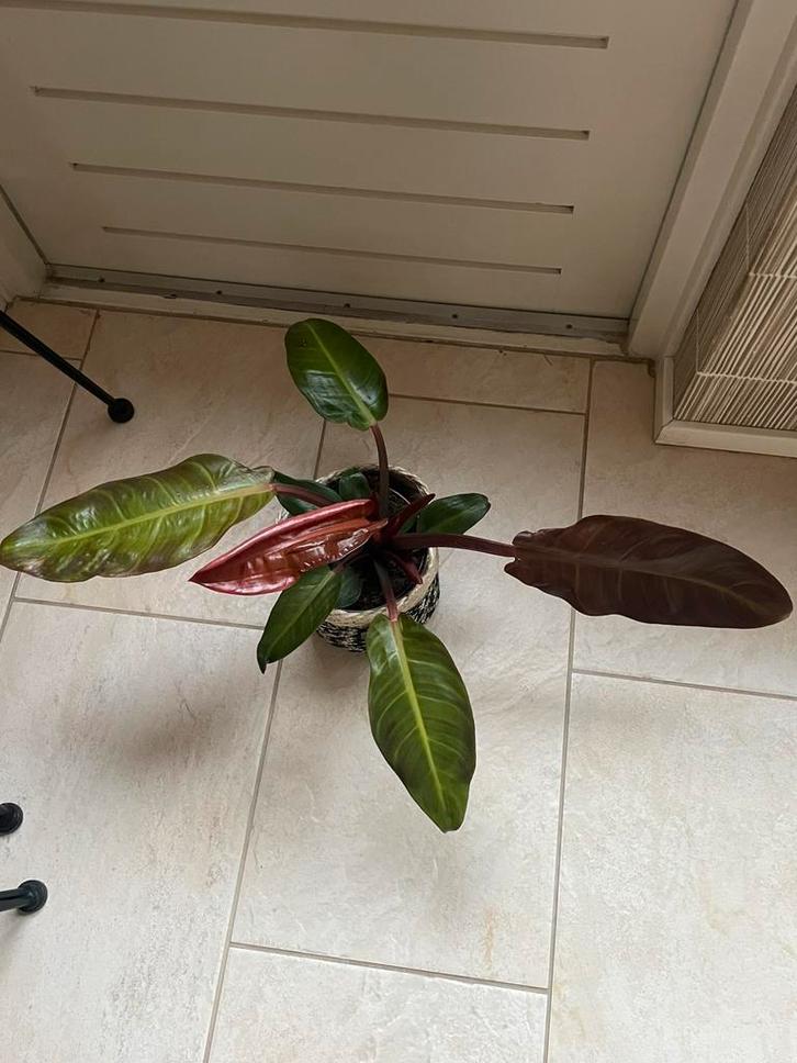 Mooie philodendron in herfstkleuren, Huis en Inrichting, Kamerplanten, Minder dan 100 cm, Groene kamerplant, Halfschaduw, In pot