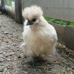 kriel hanen, Mannelijk, Kip