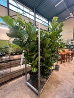 Ficus lyrata 2-3m – Meerdere groeivormen, Ophalen, Zomer, Volle zon, Overige soorten