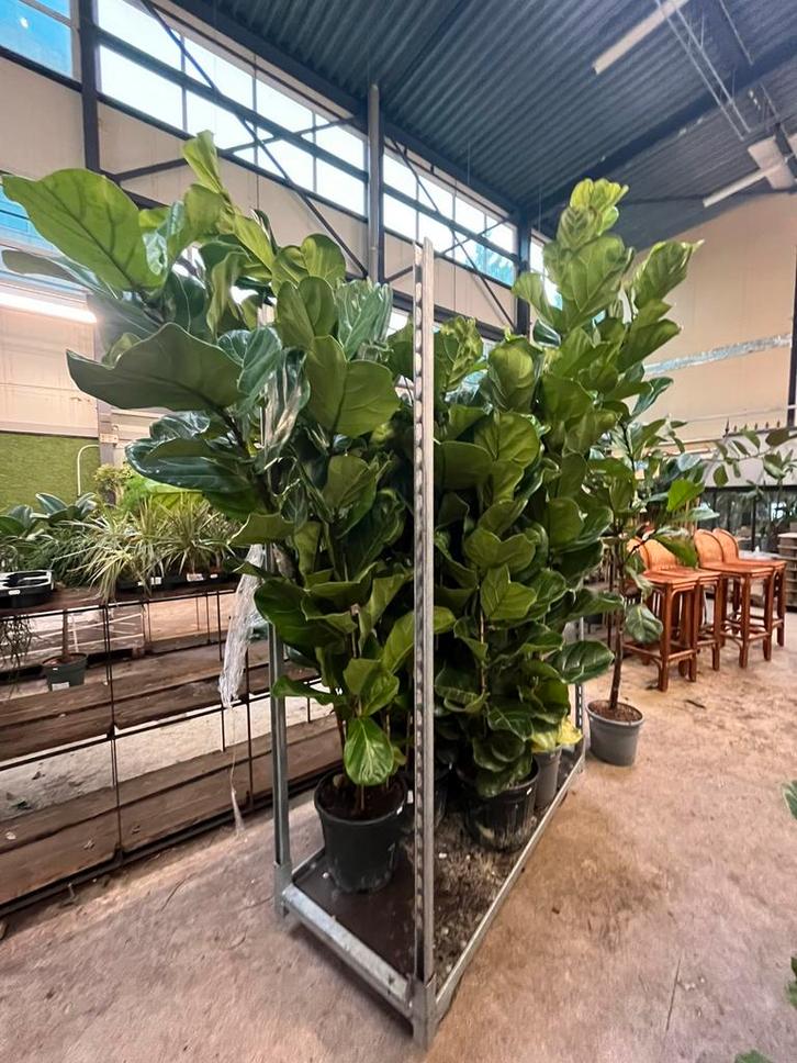 Ficus lyrata 2-3m – Meerdere groeivormen, Tuin en Terras, Planten | Bomen, Overige soorten, Volle zon, Zomer, Ophalen