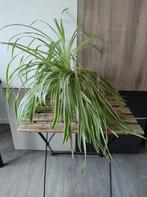 Huiskamer plant- Graslelieplant, Huis en Inrichting, Overige soorten, Minder dan 100 cm, Halfschaduw, In pot