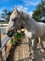 Bijrijder gezocht 18+, Dieren en Toebehoren, 175 cm of meer, B, Ruin, 11 jaar of ouder