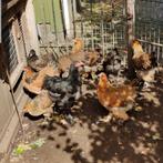 Brahma hennen., Dieren en Toebehoren, Pluimvee, Meerdere dieren, Kip