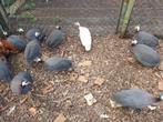 Parelhoenders, Dieren en Toebehoren, Vrouwelijk, Overige soorten