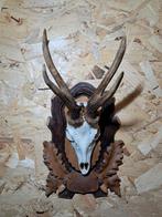 Zeer speciale Reebok op handgestoken houten schild – uniek e, Verzamelen, Dierenverzamelingen, Ophalen of Verzenden, Zo goed als nieuw