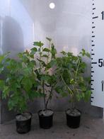 Ribes nigrum– Zwarte bes eetbaar, Volle zon, Vaste plant, Ophalen of Verzenden, Fruitplanten