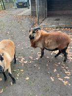 Kameroenschaap bok, Dieren en Toebehoren, Mannelijk, Geit