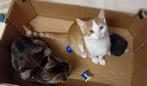 Lieve kittens zoeken een fijn huisje, Dieren en Toebehoren, Katten en Kittens | Overige Katten, Kater, Kortharig, 0 tot 2 jaar