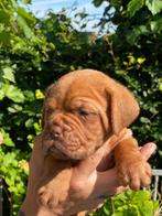 Nestaankondiging Bordeaux dog pups Bordeauxdog gekeurd, Dieren en Toebehoren, Overige rassen, CDV (hondenziekte), 8 tot 15 weken