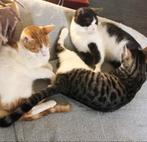 3 zeer lieve kittens, 6mnd. geholpen/chip/ingeent/getest, Meerdere dieren, Kortharig, 0 tot 2 jaar