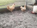 Te koop koppel wyandotte kriel geel koekoek., Dieren en Toebehoren, Pluimvee, Meerdere dieren, Kip
