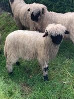 Walliser Schwarznase, Dieren en Toebehoren, Meerdere dieren, Geit