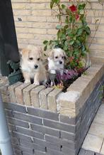 Boomer pups ( reutjes ), CDV (hondenziekte), 8 tot 15 weken, Meerdere, Nederland