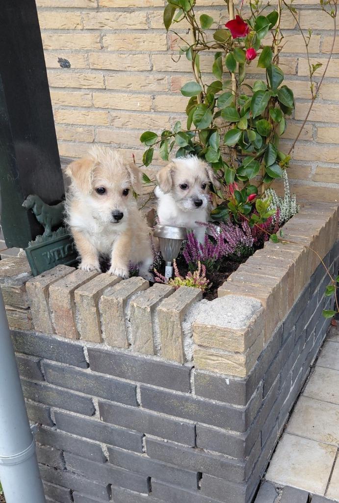 Boomer pups ( reutjes ), Dieren en Toebehoren, Honden | Chihuahua's en Gezelschapshonden, Reu, Overige rassen, Particulier, Meerdere