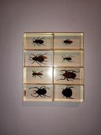 8 insecten in epoxy hars a, Ophalen of Verzenden, Nieuw, Insect, Opgezet dier