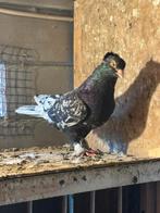 Hoogvliegers, Dieren en Toebehoren, Vogels | Duiven, Meerdere dieren, Tuimelaar of Roller