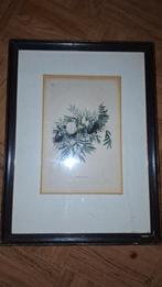 Antieke tekening uit boek 1796, Antiek en Kunst, Kunst | Etsen en Gravures, Ophalen