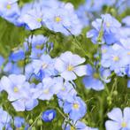 Uit de biologische moestuin: Frans vlas, zaden., Tuin en Terras, Bloembollen en Zaden, Ophalen of Verzenden, Voorjaar, Volle zon