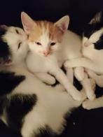 Kittens, Kater, Kortharig, 0 tot 2 jaar