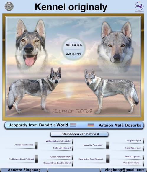Tsjechoslowaakse Wolfhond pups, Dieren en Toebehoren, Honden | Poolhonden, Keeshonden en Oertypen, Geslacht onbekend, Overige rassen