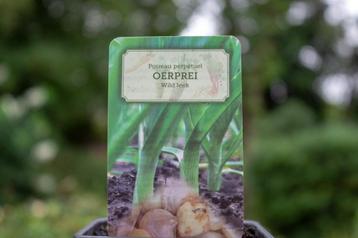 Oerprei (Allium ampeloprasum 'var. Holmense') beschikbaar voor biedingen
