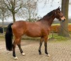Allround ruin beschikbaar, Dieren en Toebehoren, Paarden, Gechipt, Ruin, Dressuurpaard, 3 tot 6 jaar