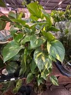 Scindapsus 100cm, Huis en Inrichting, Ophalen of Verzenden