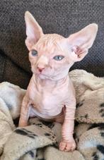 Sphynx kittens te koop, Dieren en Toebehoren, Kater, Ontwormd